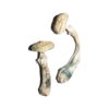 Avery's Albino Magic Mushrooms online kaufen