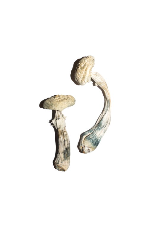 Acheter les champignons magiques albinos d'Avery en ligne