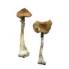 A+ Magic Mushrooms online kaufen