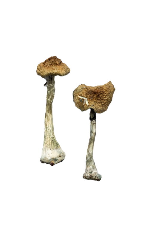 A+ Magic Mushrooms online kaufen