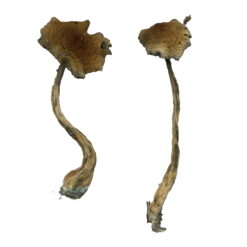 Buy Alacabenzi Magic Mushrooms Online