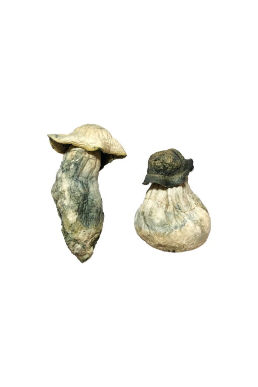 Albino Penis Neid Magic Mushrooms online kaufen