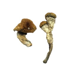 Buy Amazonian Magic Mushrooms Online