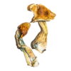 Buy B+ Magic Mushrooms Online