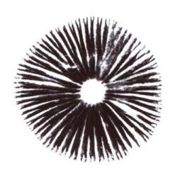 Acheter B+ Psilocybe Cubensis Spore Print en ligne