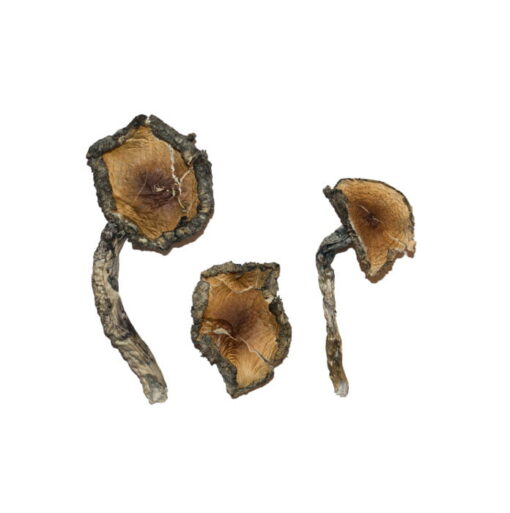 Buy Blue Meanie Magic Mushrooms Online