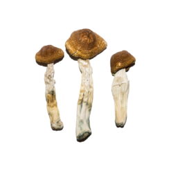 Brasilianische Magic Mushrooms online kaufen