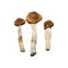 Spezielle 'Oz' Magic Mushrooms (28 Gramm) online kaufen