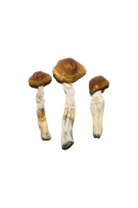 Spezielle 'Oz' Magic Mushrooms (28 Gramm) online kaufen