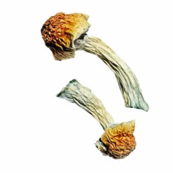 Buy Golden Penis Envy Magic Mushrooms Online