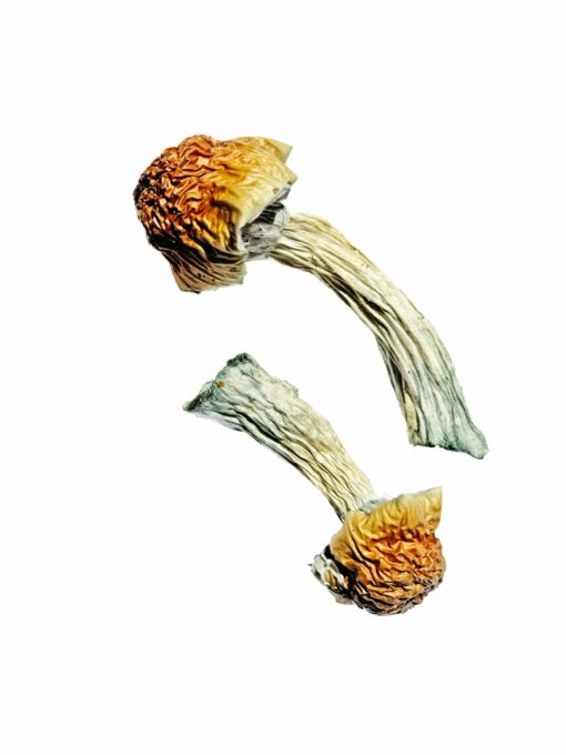 Buy Golden Penis Envy Magic Mushrooms Online