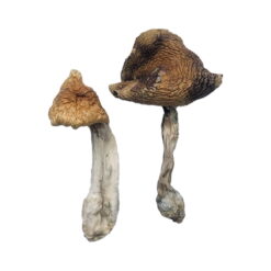 Hawaiianische Magic Mushrooms online kaufen