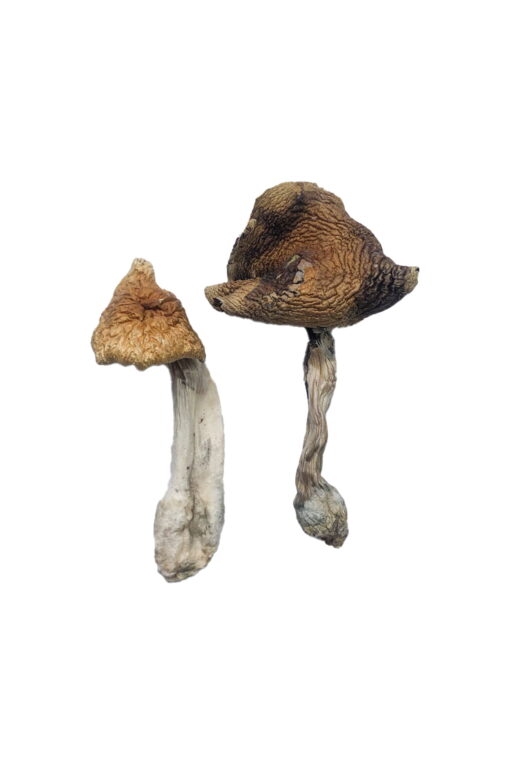 Hawaiianische Magic Mushrooms online kaufen