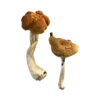 Buy Malaysian Magic Mushrooms Online