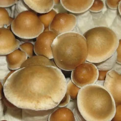 Buy PES Hawaii cubensis Mushroom Spores Online