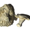 Buy Phobos Magic Mushrooms Online