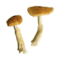 Buy Teonanacatl Magic Mushrooms Online