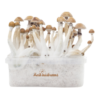 Fresh Mushrooms® Kit de Cultivo de Hongos Mágicos Mexican XP