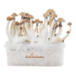 Kit de cultivo de cogumelos Fresh Mushrooms® Magic Mushroom XP mexicano