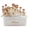 Magic Mushroom Grow Kit Amazon XP by FreshMushrooms®