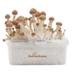 Magic Mushroom Grow Kit Amazon XP by FreshMushrooms®