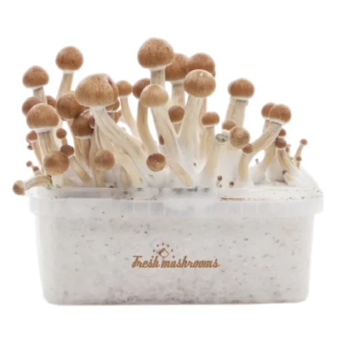 Magic Mushroom Grow Kit Amazon XP von FreshMushrooms®