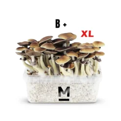 Kit de culture de champignons magiques B+ XL par Mondo®.