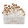 Kit de culture de champignons magiques B+ XP par FreshMushrooms®.