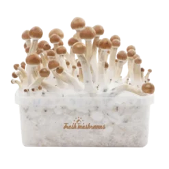 Kit per la coltivazione dei funghi magici B+ XP di FreshMushrooms