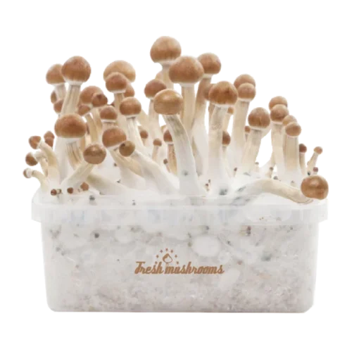 Kit per la coltivazione dei funghi magici B+ XP di FreshMushrooms