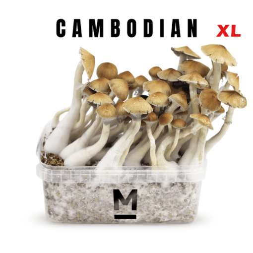 Mondo® Cambodia XL mushroom cultivation kit.