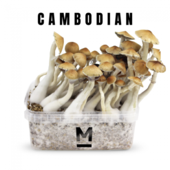 Kit de culture de champignons magiques au Cambodge par Mondo®.