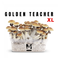 Kit de culture de champignons magiques Golden Teacher XL par Mondo®.