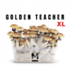 Magic Mushroom Grow Kit Golden Teacher von Mondo