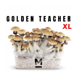 Magic Mushroom Grow Kit Golden Teacher by Mondo