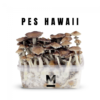 Kit de culture de champignons magiques PES hawaïen By Mondo®.