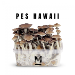 Paddo kweekset Hawaiian PES By Mondo®