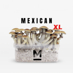 Magic Mushroom Grow Kit Mexican by Mondo®.