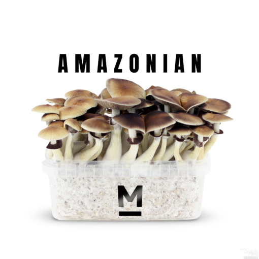 Kit de culture de champignons magiques PES Amazon par Mondo®.