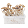 Magic Mushroom grow kit McKennaii XP by FreshMushrooms®