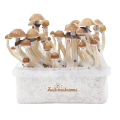 Kit per la coltivazione del fungo magico McKennaii XP di FreshMushrooms