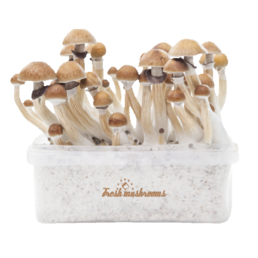 Kit de cultivo de setas mágicas McKennaii XP de FreshMushrooms