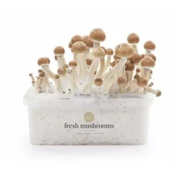 Magic mushroom grow kit Ecuador XP by FreshMushrooms®