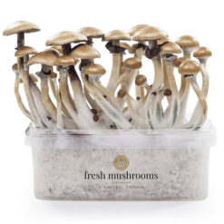 Kit de culture de champignons magiques Golden Teacher XP par FreshMushrooms®.