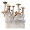 Mondo® Treasure Coast Magic Mushroom Grow Kit